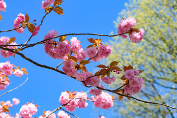 新緑と八重桜