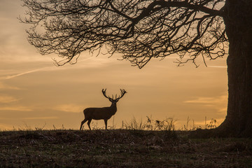 A white tail deer silhouetted against a sunset