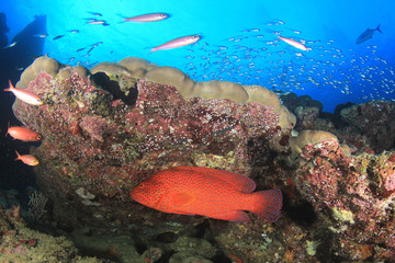 Fish underwater coral reef