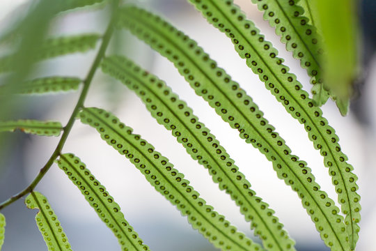 Backgrouds of Fern and Sporangium.