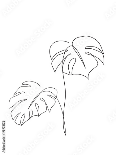 "Monstera Tropical leaf" Stock image and royalty-free vector files on