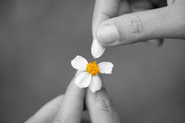 Black and white of Close up sad woman hand tears off petals of daisy flower with yellow Pollen. Broken hearted, Love forever, Wedding and Valentines day concept.