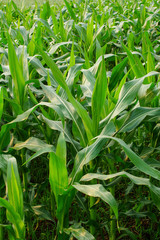 Young maize field,Corn field in early morning light