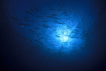 Chevron Barracuda fish