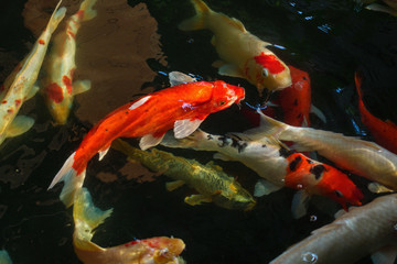 Koi, Fancy Carp are swimming in above water surface
