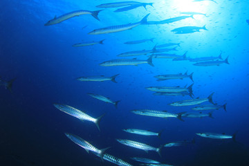 Fototapeta na wymiar Chevron Barracuda fish