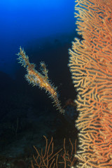 Ornate Ghost Pipefish fish