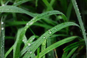 grass, drops