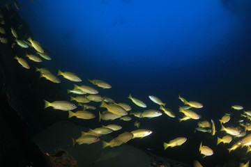 Fish on underwater coral r eef