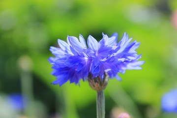 Cornflower