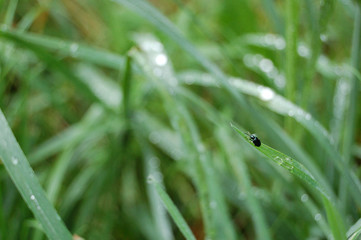 grass, drops