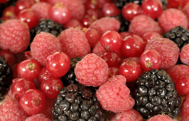 detail of a group of red berries