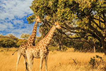 giraff  