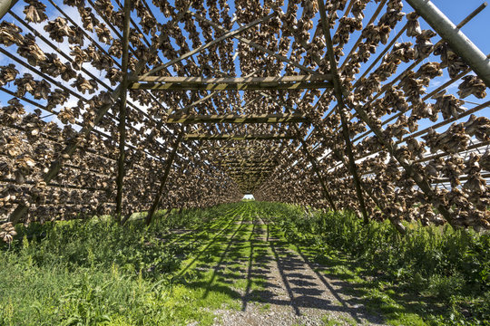 overview of racks for drying stockfish in Svolvaer at Lofoten in Norway