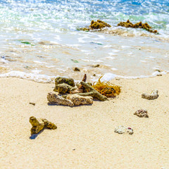 Algae and dead corals