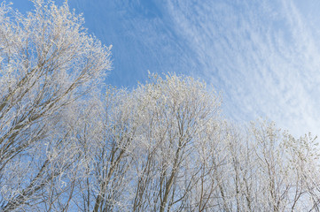 Detail of pollard willow trees with hoarfrost and blue sky