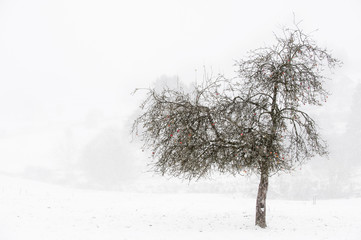 Fototapeta na wymiar Appletree with red apples in winter during snowfall