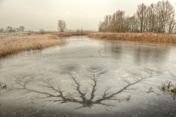 Obraz na płótnie Canvas Winter landscape in the Blankaart, Diksmuide