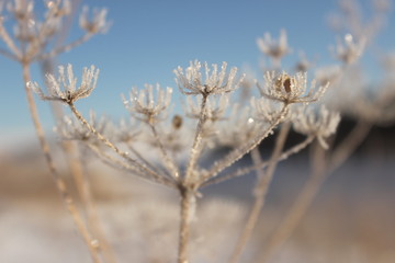 Winter ice flower