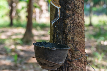 Rubber tree with natural rubber drop at plantation