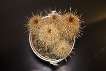 cactus in the pot - top view. selective focus