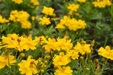 Fototapeta premium Working bee with the yellow flower