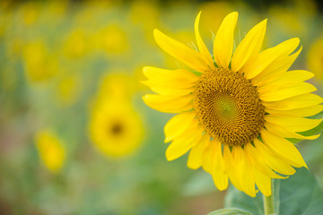 Fototapeta premium close up of sunflower texture. Organic and natural flower background. Sunflowers field background.