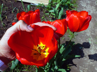 a very large red tulip does not fit in the hand of an adult man breeding variety