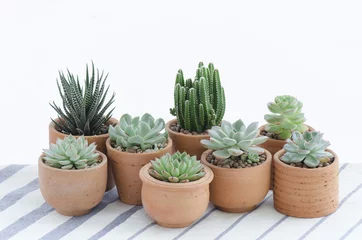 Zelfklevend Fotobehang Cactus in pot Mix soorten bloeiende succulente kamerplanten in kleipotten
