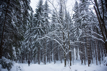 Landscape of trees with snow in the forest during winter