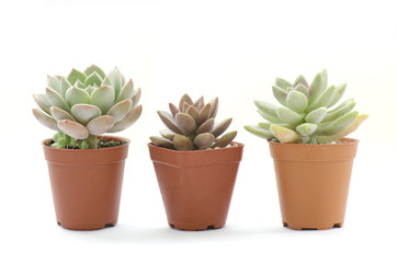 Mini Succulent Flowering pot on white background
