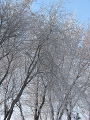 Winter trees branches covered snow against blue sky. Beautiful winter nature in sunny day.