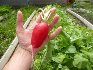 A huge selection of radish does not fit in the hand of an adult