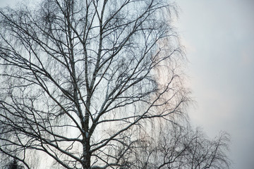 Fototapeta na wymiar Silhouette of tree in winter