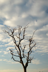 Fototapeta na wymiar tree against blue sky background
