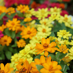 yellow flowers closeup