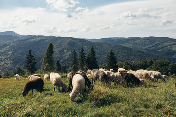Herd of sheep grazing on a mountain peak