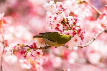 The Japanese White-eye.The background is cherry blossoms(Japanese name is Kanzakura). Located in Tokyo Prefecture Japan.