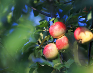 harvest ripe juicy apples grow in the garden on a Sunny day