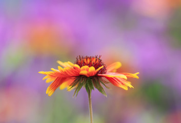 beautiful fragrant bright orange flower on delicate lilac and pink background in Sunny garden