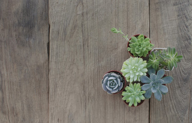 Top view of small echeveria flowering succulent plants on wood background