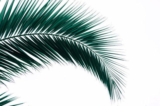 minimal tropic concept. leaves of palma (closeup)