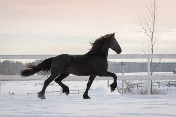 Fototapeta na wymiar Black horse with the mane flutters on wind running on the snow-covered field in the winter 