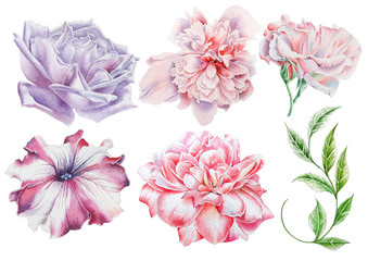Set with watercolor flowers. Rose. Peony. Petunia. Leaves. Hand drawn.