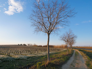 Line of trees along a French vineyard in winter