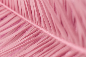 minimal tropic concept. leaves of palma (closeup)