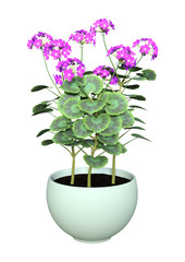 3D Rendering Geranium Flowers Pot on White