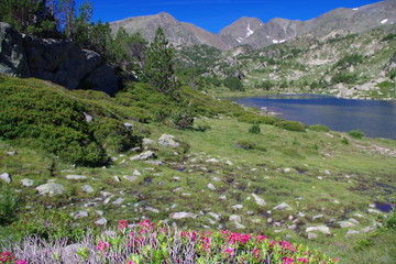 Fototapeta na wymiar Pic Carlit dans les pyrénées orientales Fleurs roses de rhodendrons et montagne 