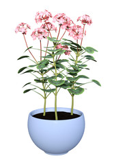 3D Rendering Geranium Flowers Pot on White