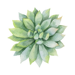 Watercolor vector green succulent isolated on white background.